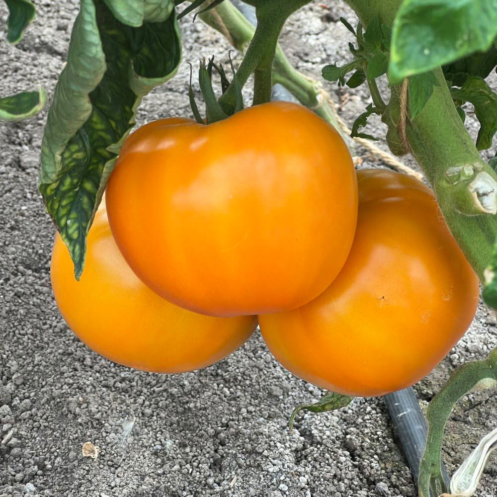 Thompson & Morgan Tomato Lemonita F1 Seeds Image 2