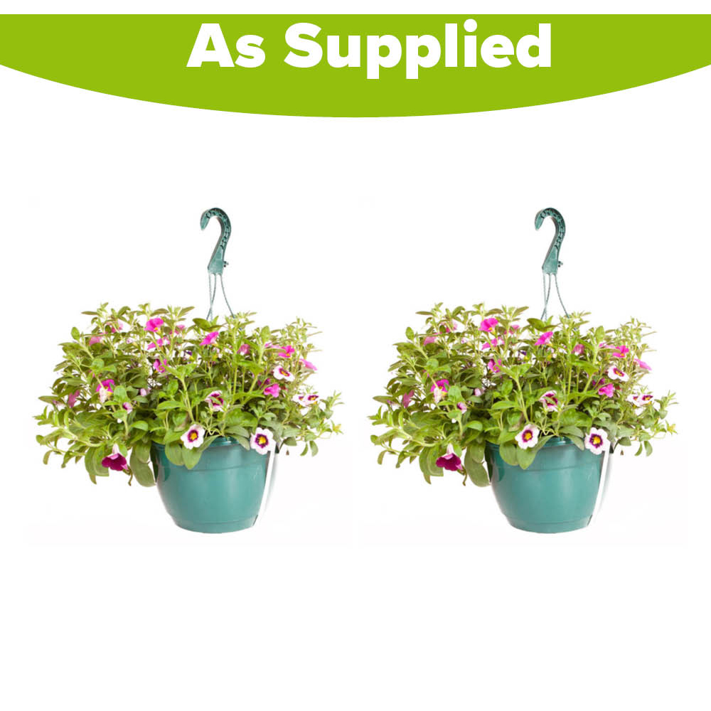 YouGarden Preplanted Eton Mess Hanging Basket 25cm 2 Pack Image 3