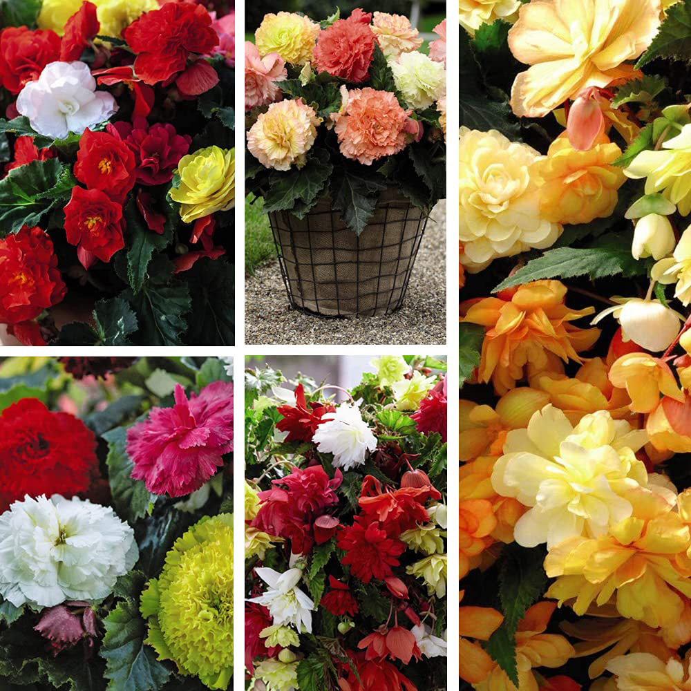 Thompson & Morgan Begonia Collection Mixed Tuber 20 Pack Image 1