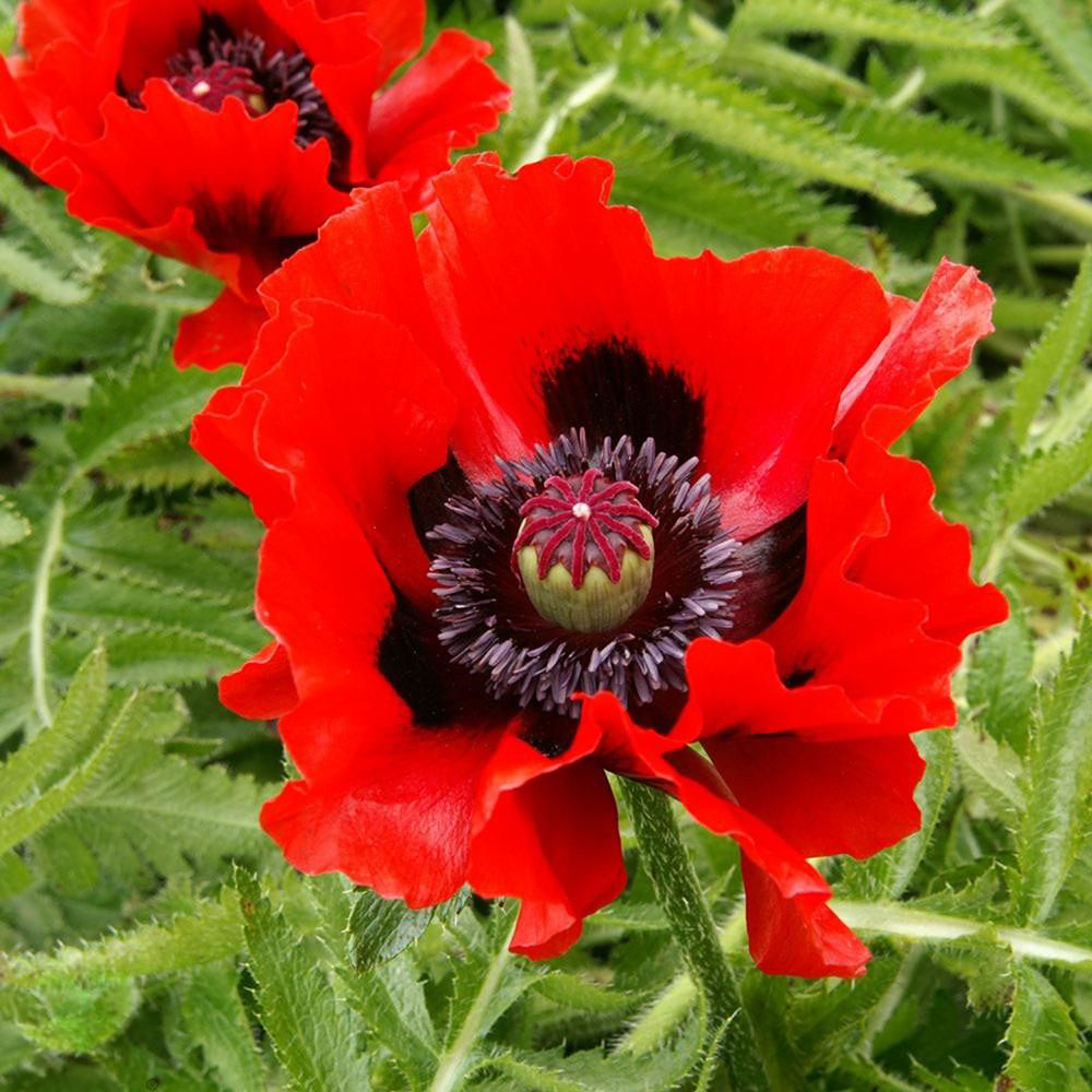 Thompson & Morgan Poppy Oriental Collection Bare Root 8 Pack Image 3