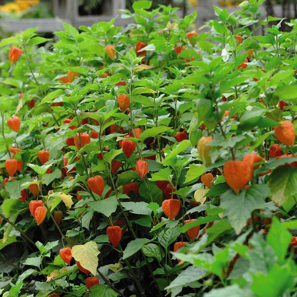 Thompson & Morgan Physalis Chinese Lantern Bare Root 6 Pack Image 4