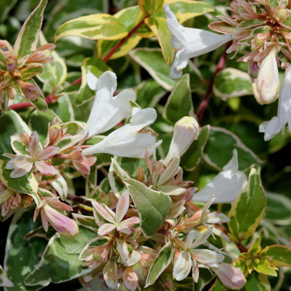 Thompson and Morgan Abelia Grandiflora Sparkling Silver Plant Pot 3L Image 1