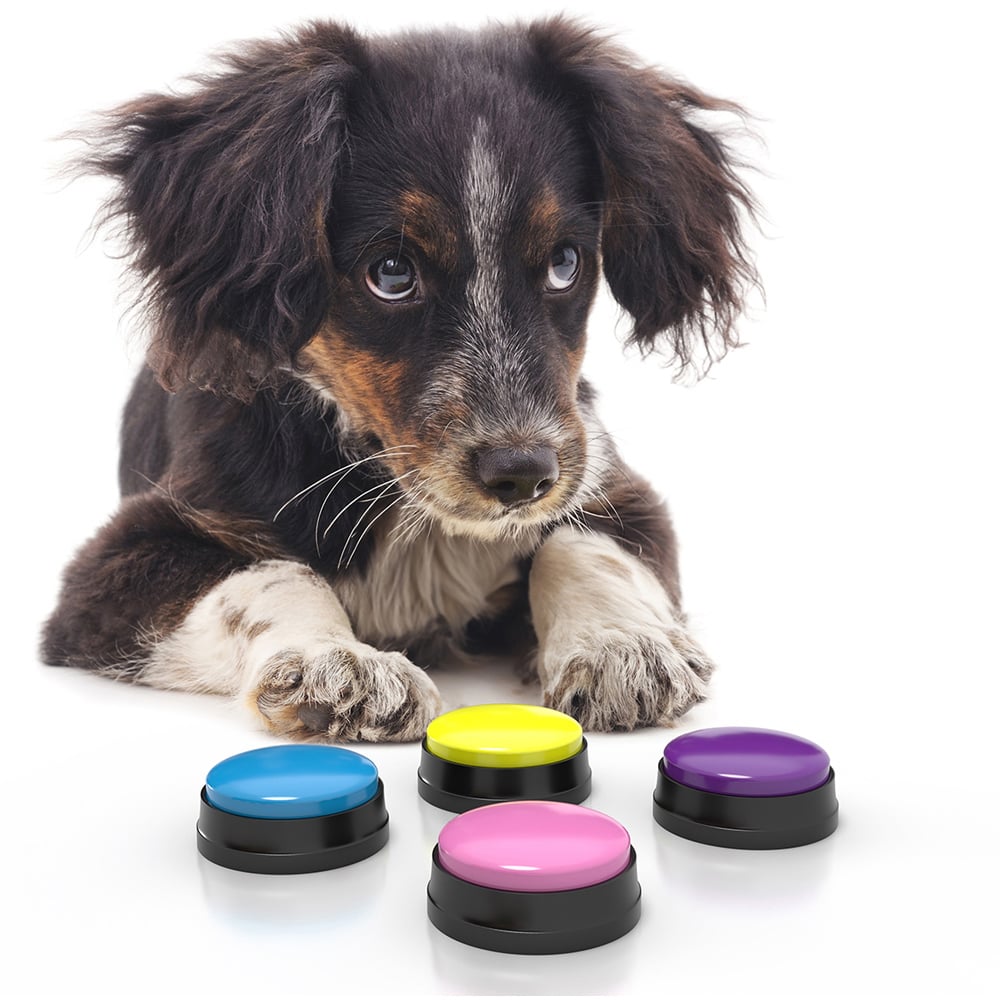 JML Paws2Talk Dog Training Button System Image 5