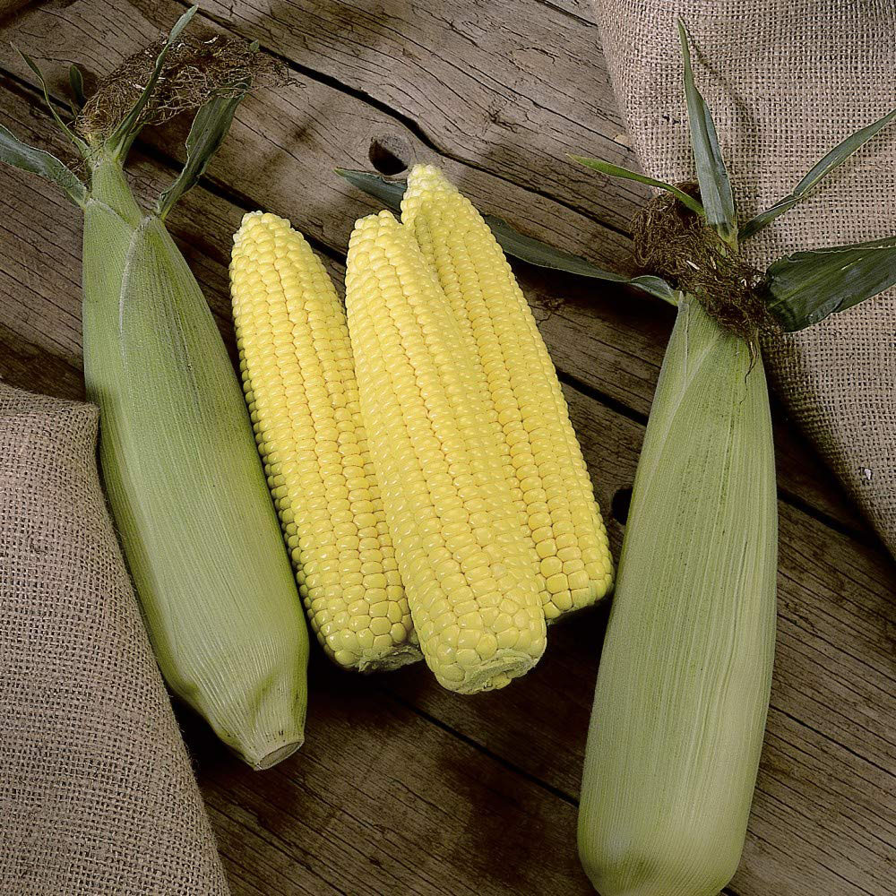 Thompson & Morgan Sweetcorn Swift F1 Hybrid Seeds Image 2