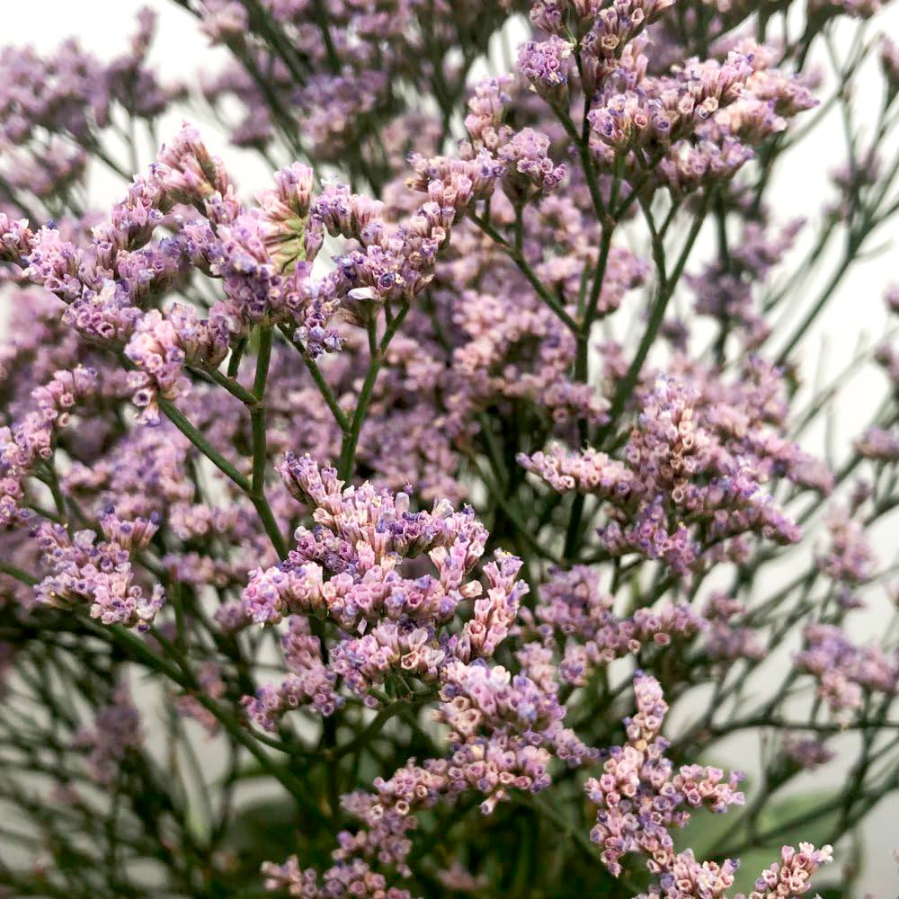 Thompson and Morgan Limonium Gmelinii Dazzle Rocks Plant Pot 2L Image 5