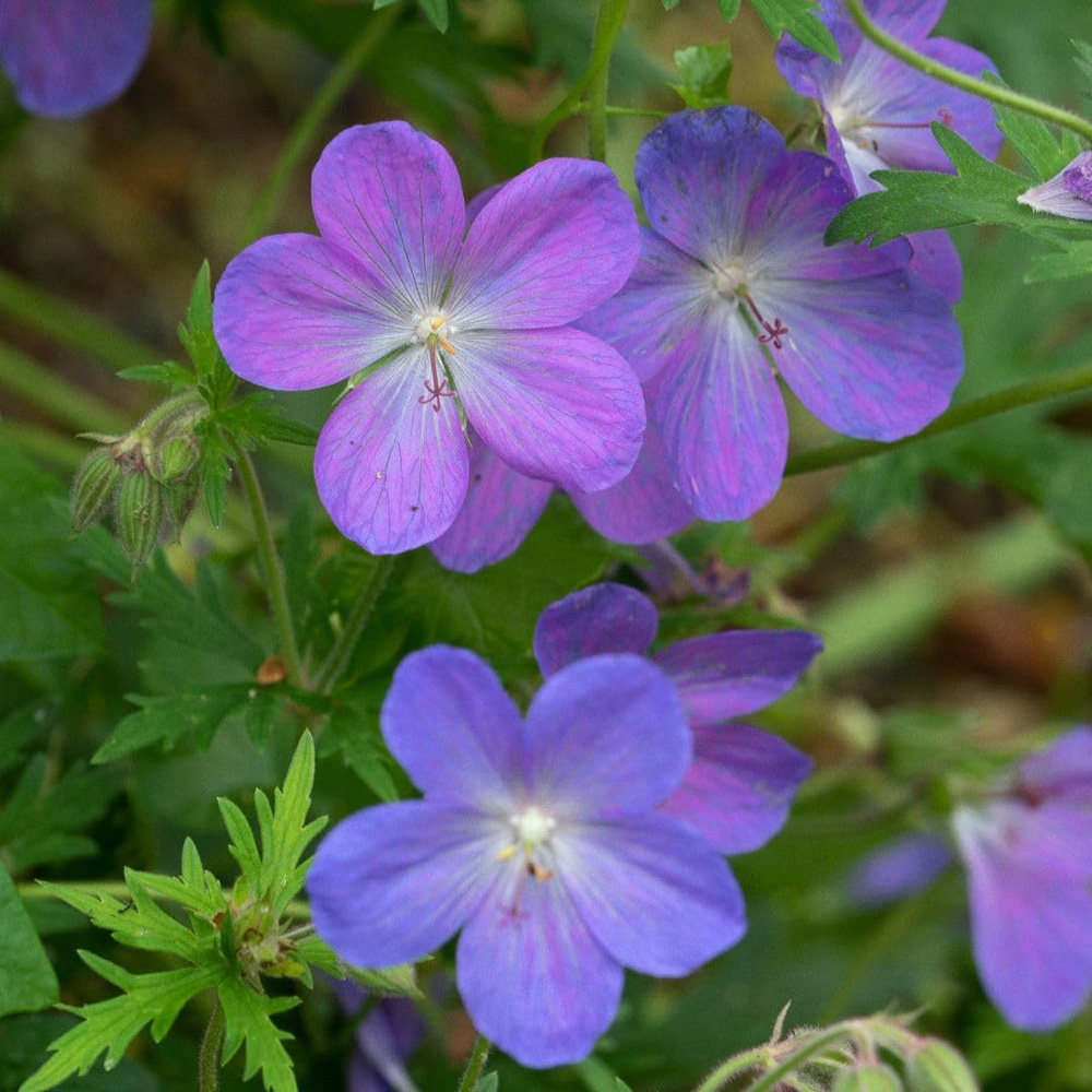 Thompson and Morgan Geranium and Johnsonii Johnsons Blue Plant Pot 9cm 3 Pack Image