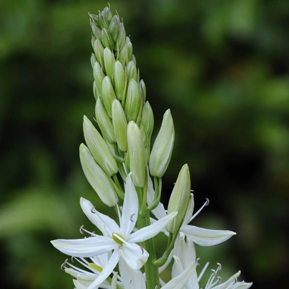 Thompson and Morgan Camassia Leichtlinii Alba Planting Bulb 6 Pack Image 3