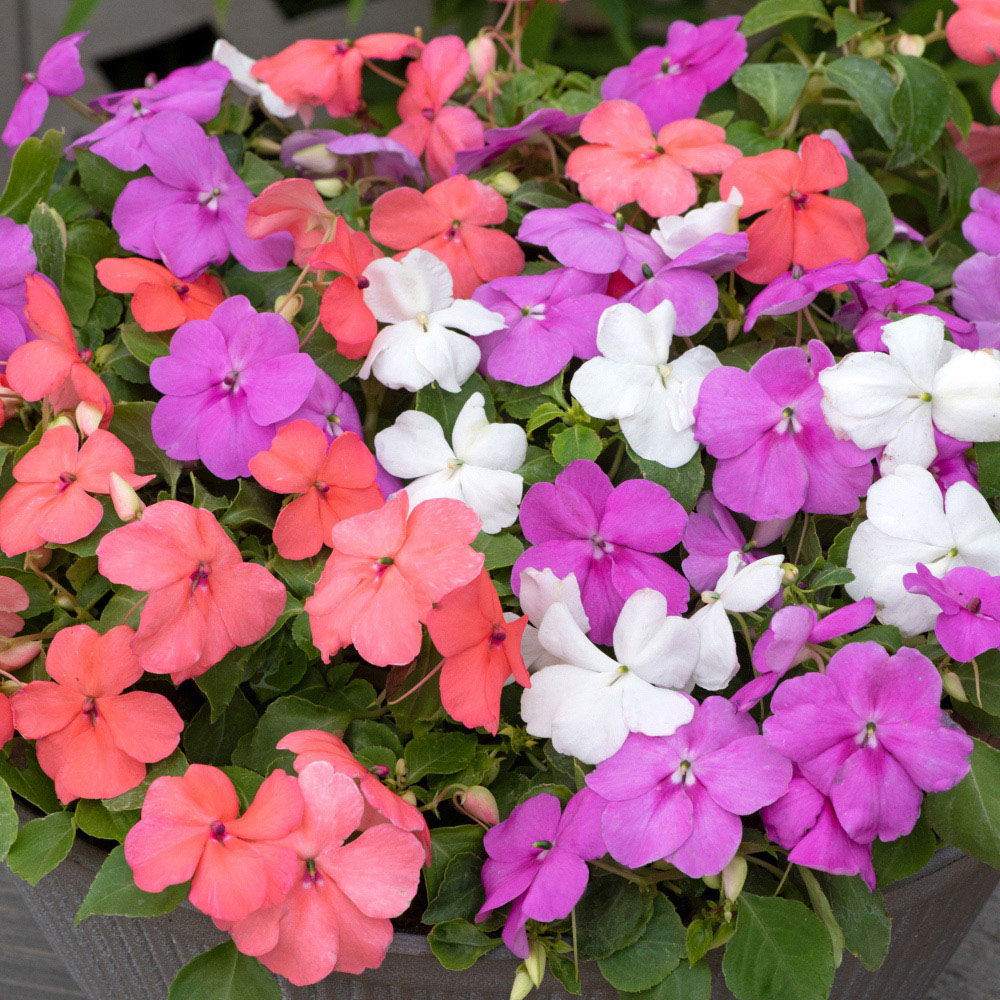 Thompson and Morgan Impatiens Busy Lizzie Pearl Island Plant Plug 24 Pack Image 1