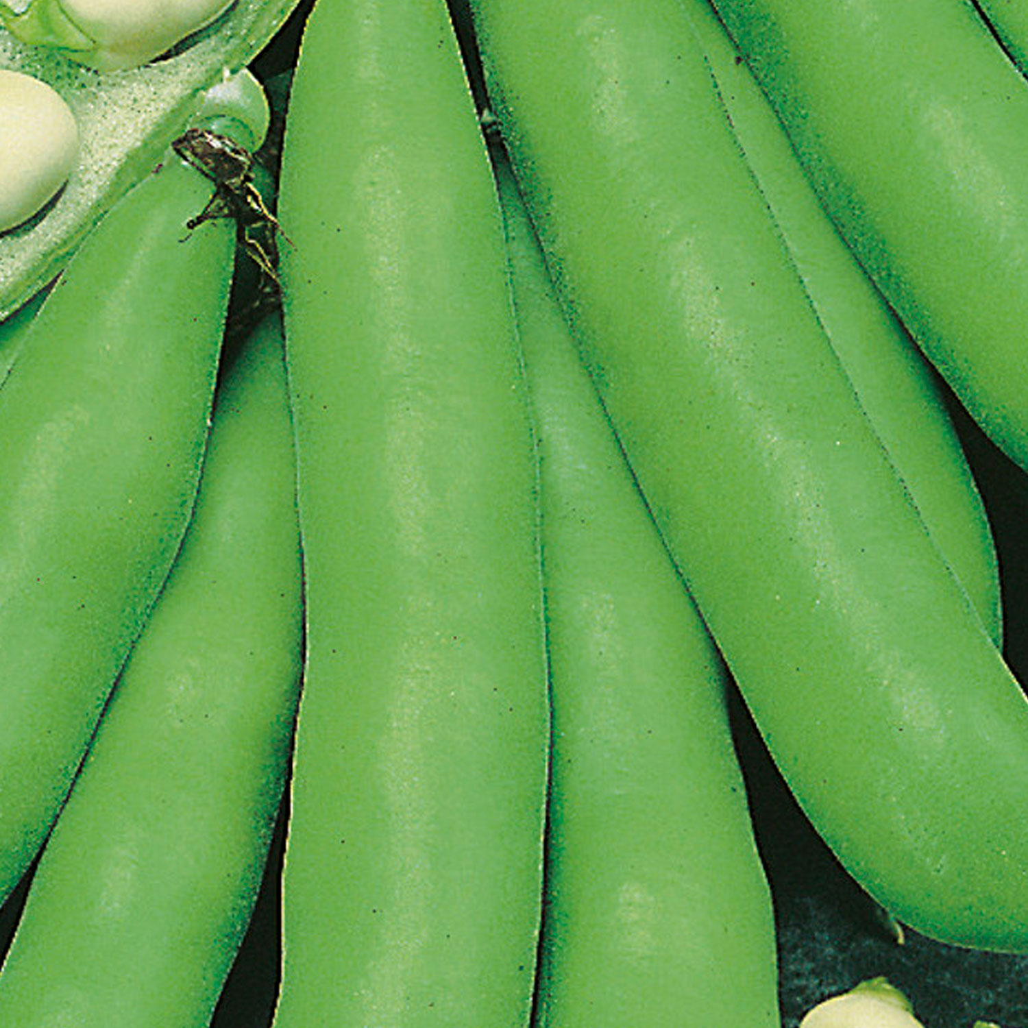 Johnsons Scorpio Broad Bean Seeds Image 1