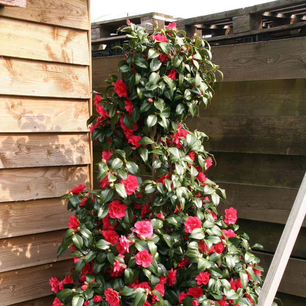 Thompson and Morgan Camellia Reticulata Mary Williams Plant Pot 15cm Image 2