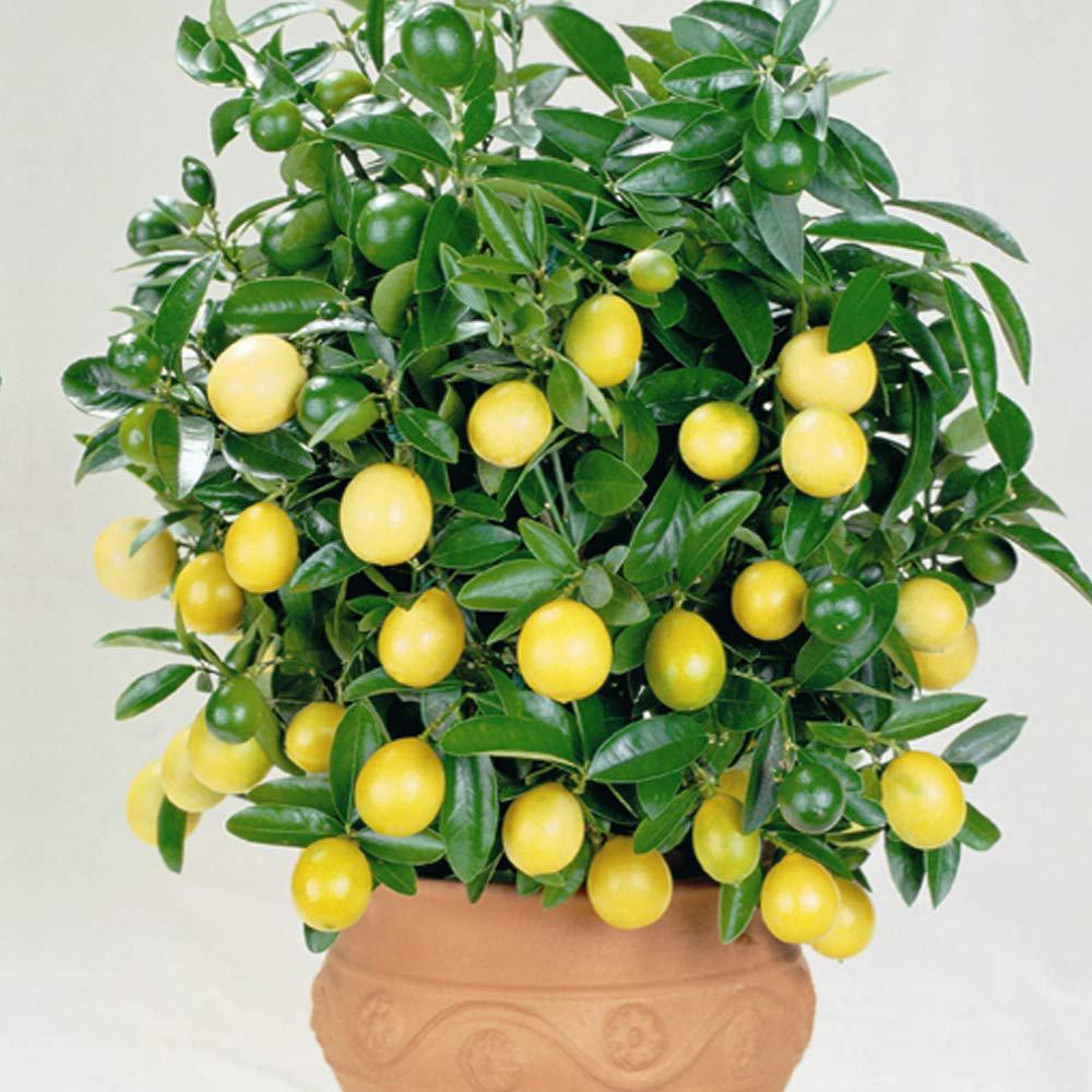 Thompson and Morgan Citrus Lemon Pot 5L Image 2