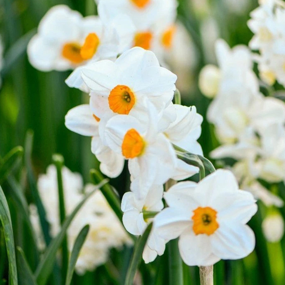 Thompson and Morgan Daffodil Most Scented Mixed Planting Bulb 21 Pack Image 1