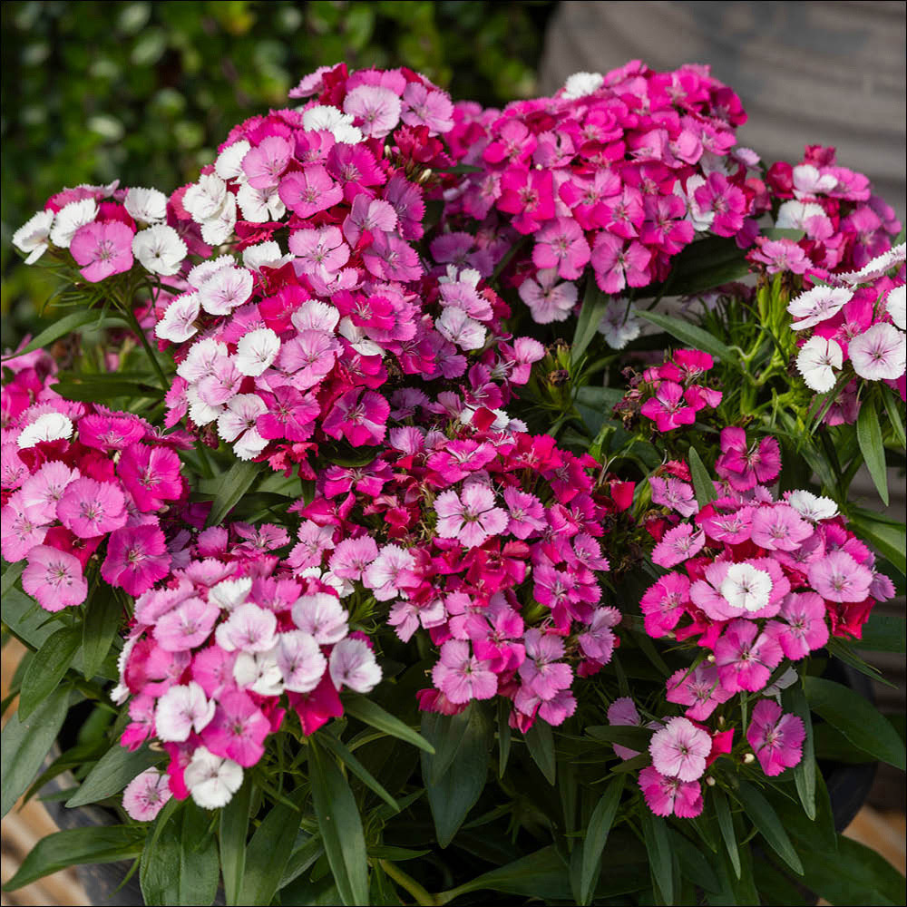 YouGarden Sweet William Dart Pink Magician Garden Ready Plant 20 Pack Image 2