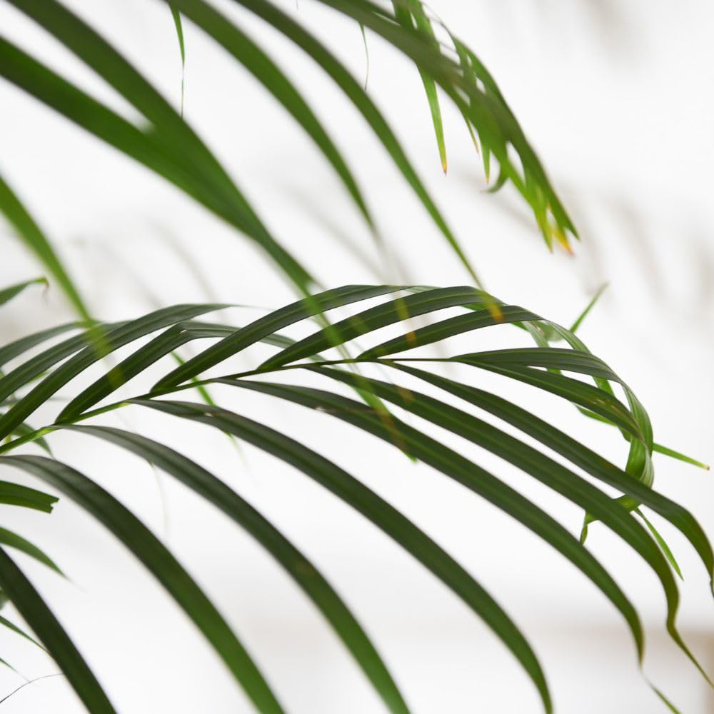 Thompson and Morgan Dypsis Lutescens in Hydro Plant Pot 27cm 2 Pack Image 3