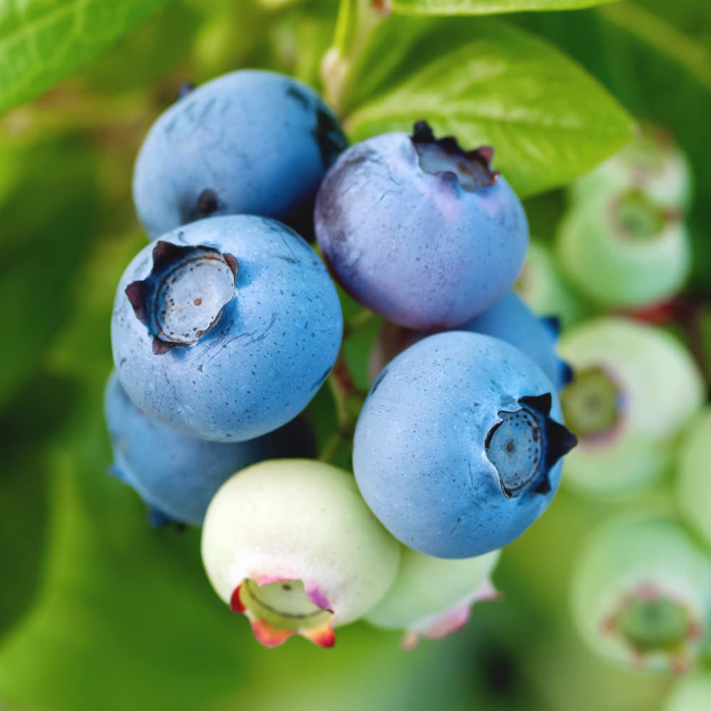 Thompson and Morgan Blueberry Vaccinium Flamingo Plant Pot 9cm 3 Pack Image 1