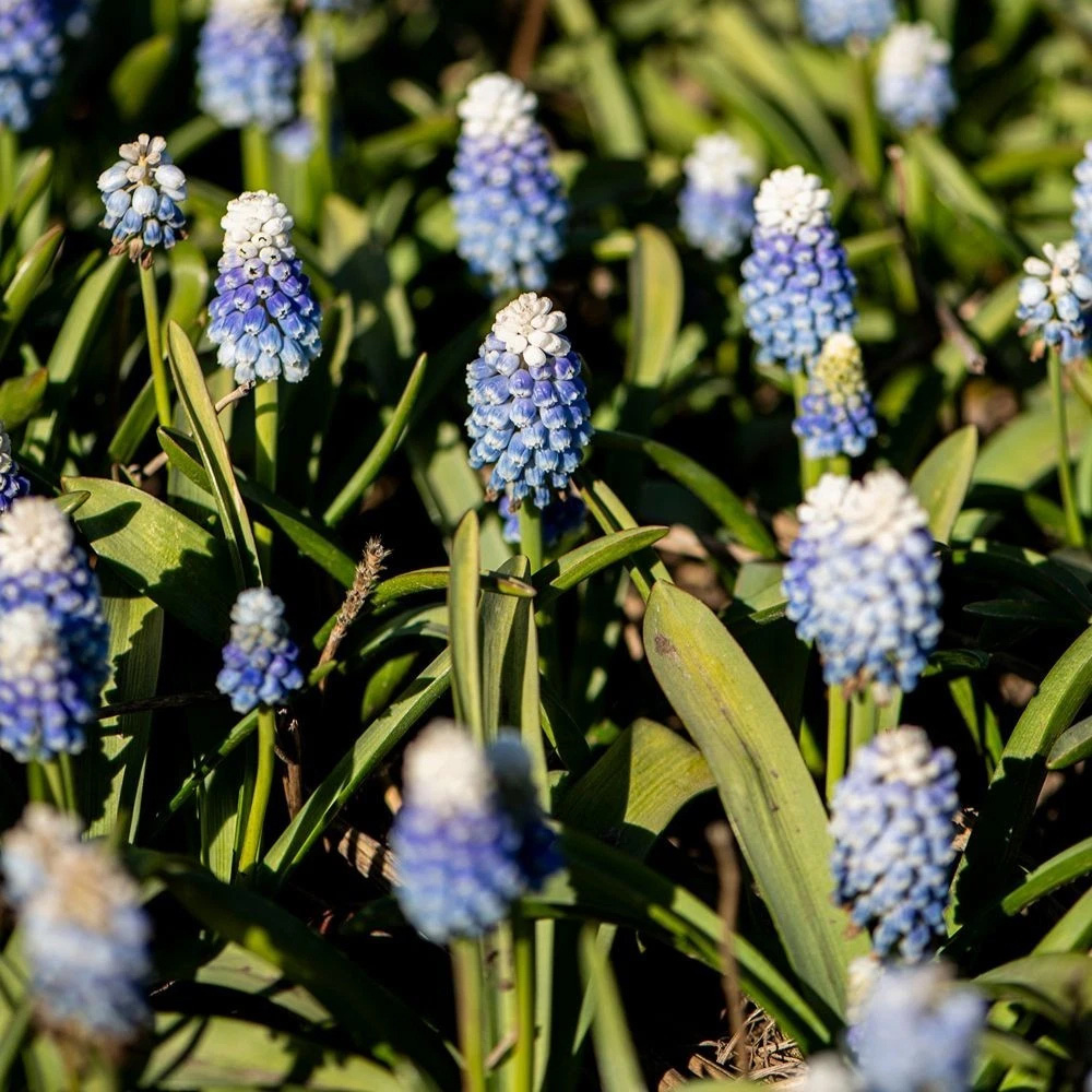 Thompson and Morgan Muscari Mountain Lady Autumn Planting Bulb 32 Pack Image 4