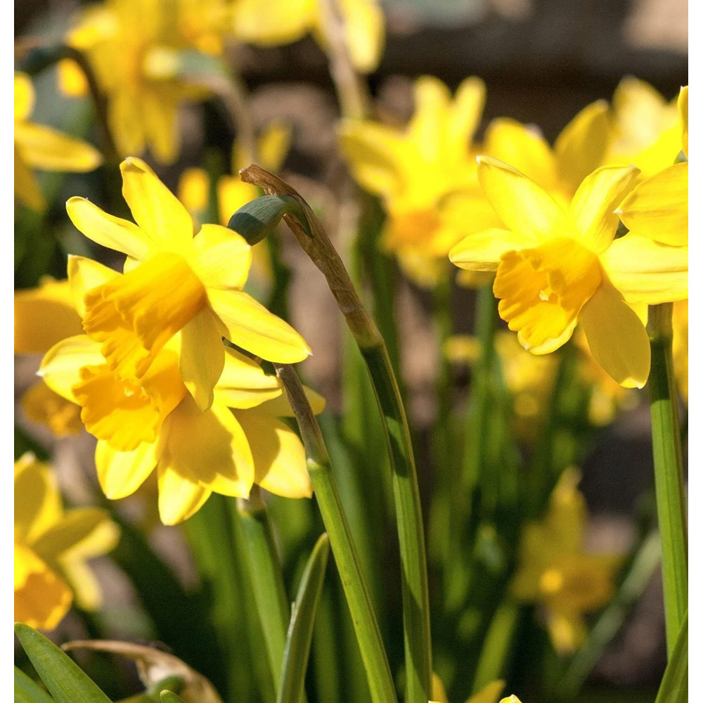 Thompson and Morgan Daffodil Chuckles Planting Bulb 16 Pack Image 4