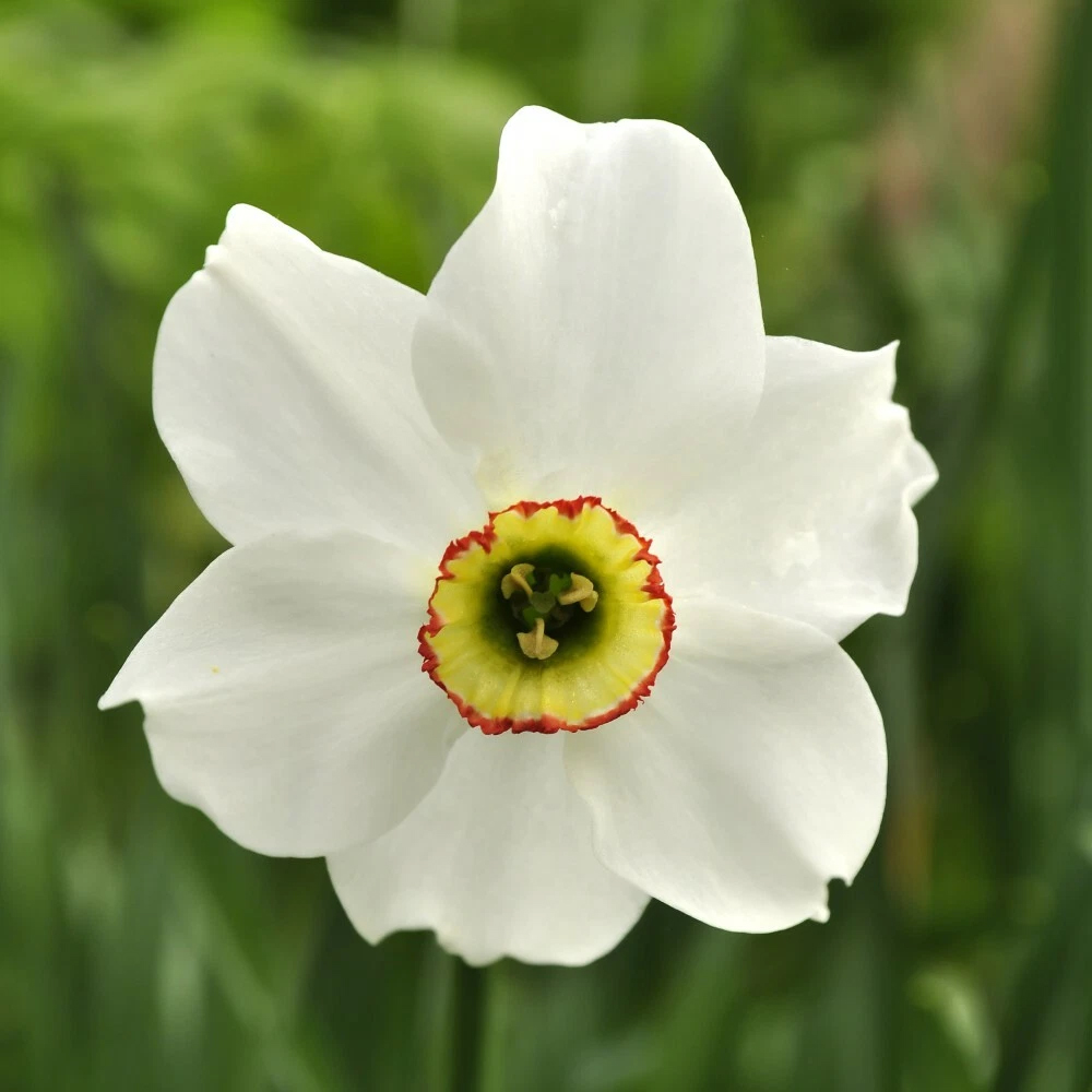 Thompson and Morgan Daffodil Sagana Spring Planting Bulb 32 Pack Image 2