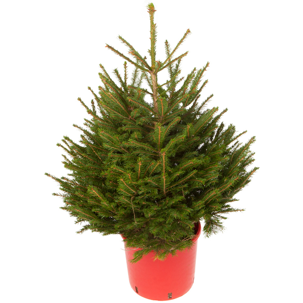 wilko Wreath Garland and Potted Norway Spruce Christmas in a Box Pack Image 2