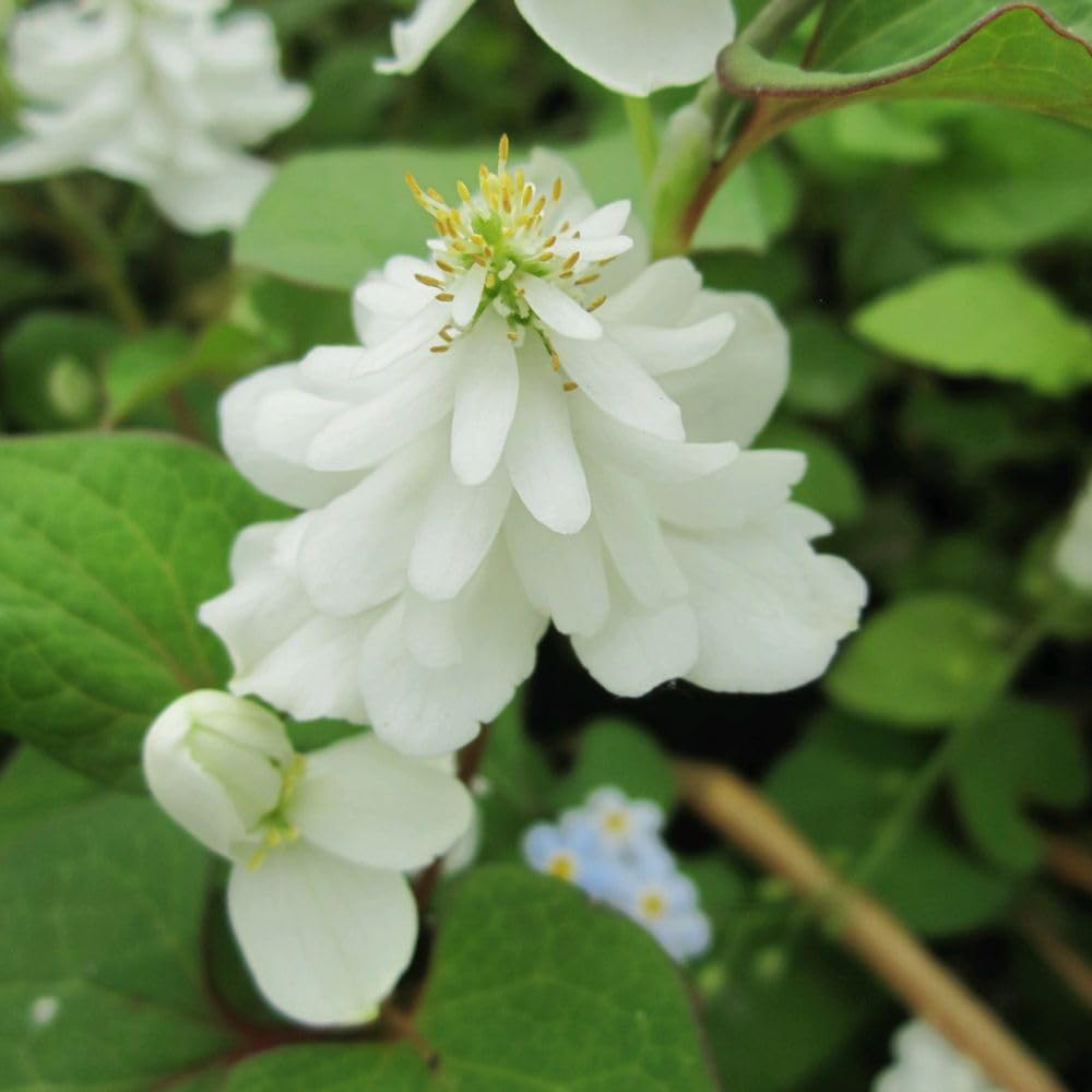 Thompson & Morgan Houttuynia Cordata Plena Plant Pot 9cm Image 1