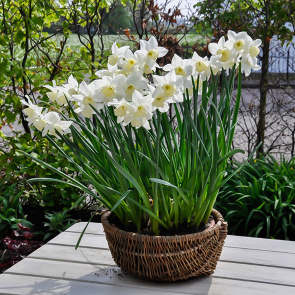 wilko Narcissus Thalia Pale Yellow Planting Bulb 20 Pack Image 2