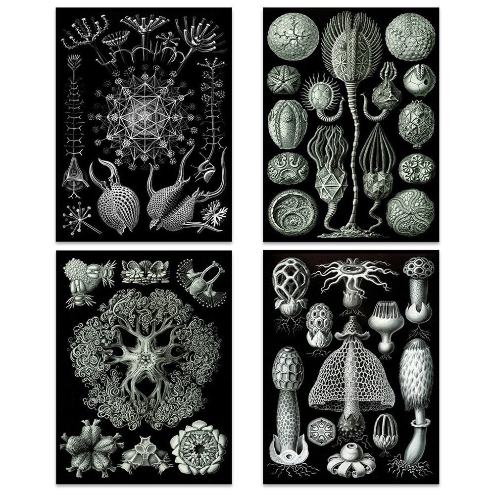 Artery8 Vintage Ernst Haeckel Ocean Life Wall Art Print 30 x 41cm 4 Pack Image 1