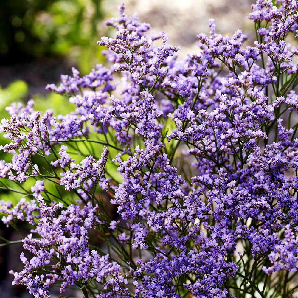 Thompson and Morgan Limonium Dazzle Rocks Potted Plant 9cm 3 Pack Image 1