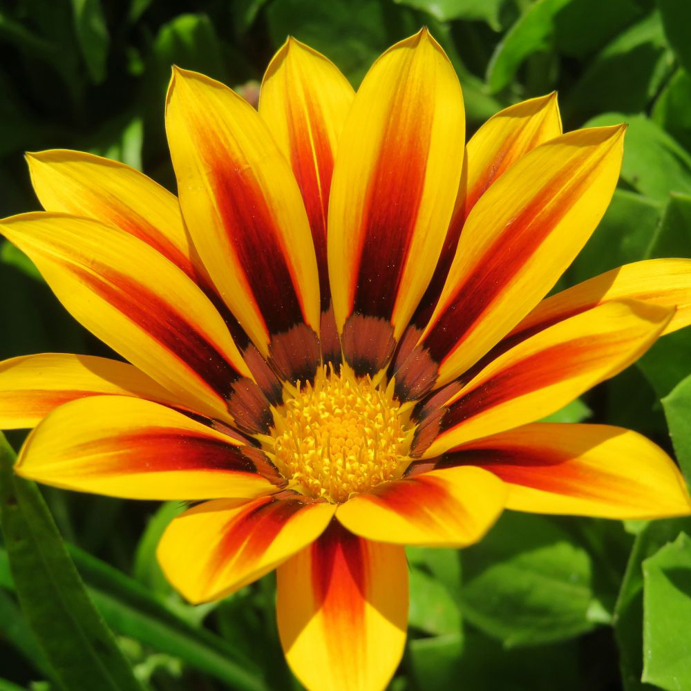 Thompson and Morgan Gazania Tiger Stripes Mixed Plant Plug 24 Pack Image 3