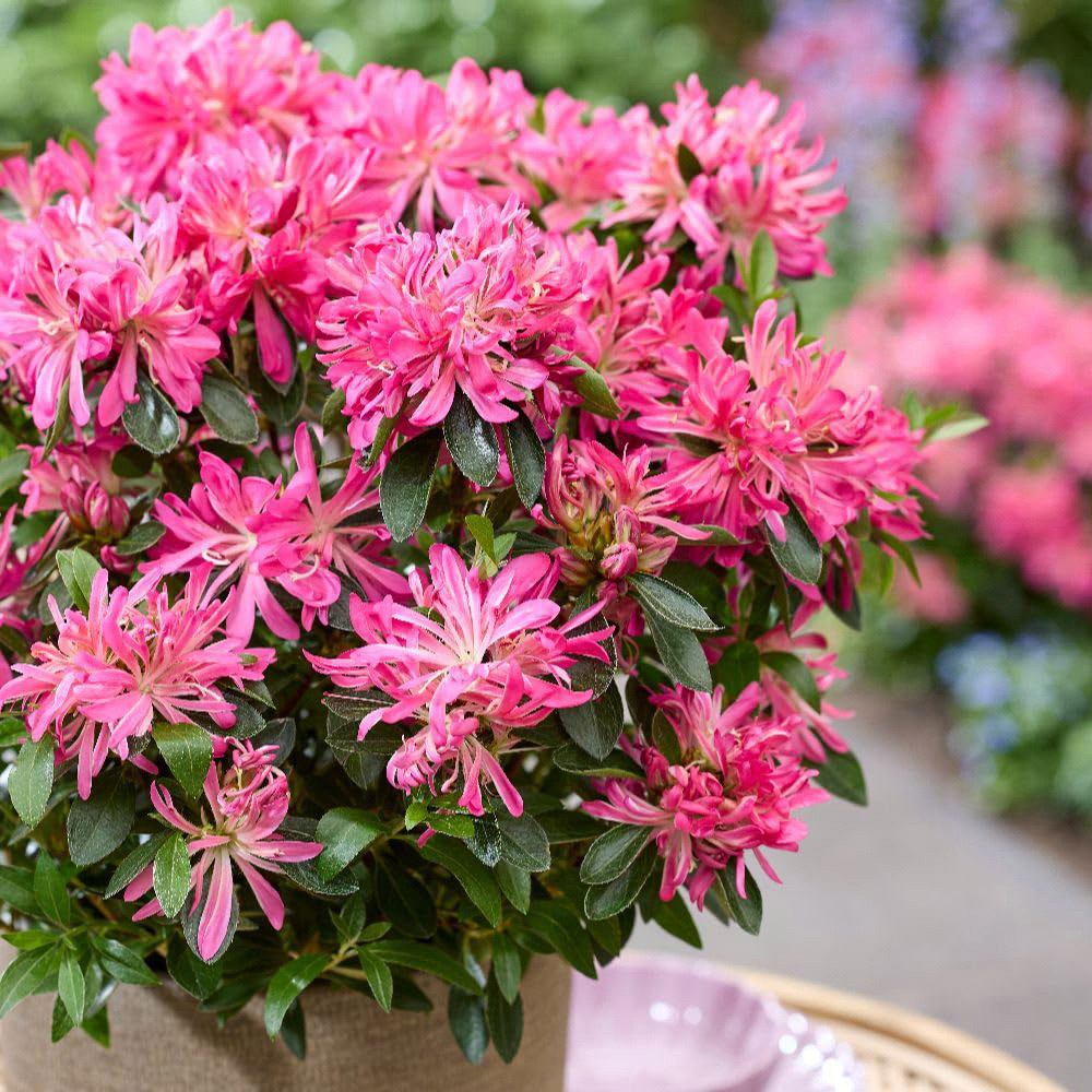 Thompson and Morgan Rhododendron Azalea Pink Star Plant Pot 17cm 2 Pack Image 1