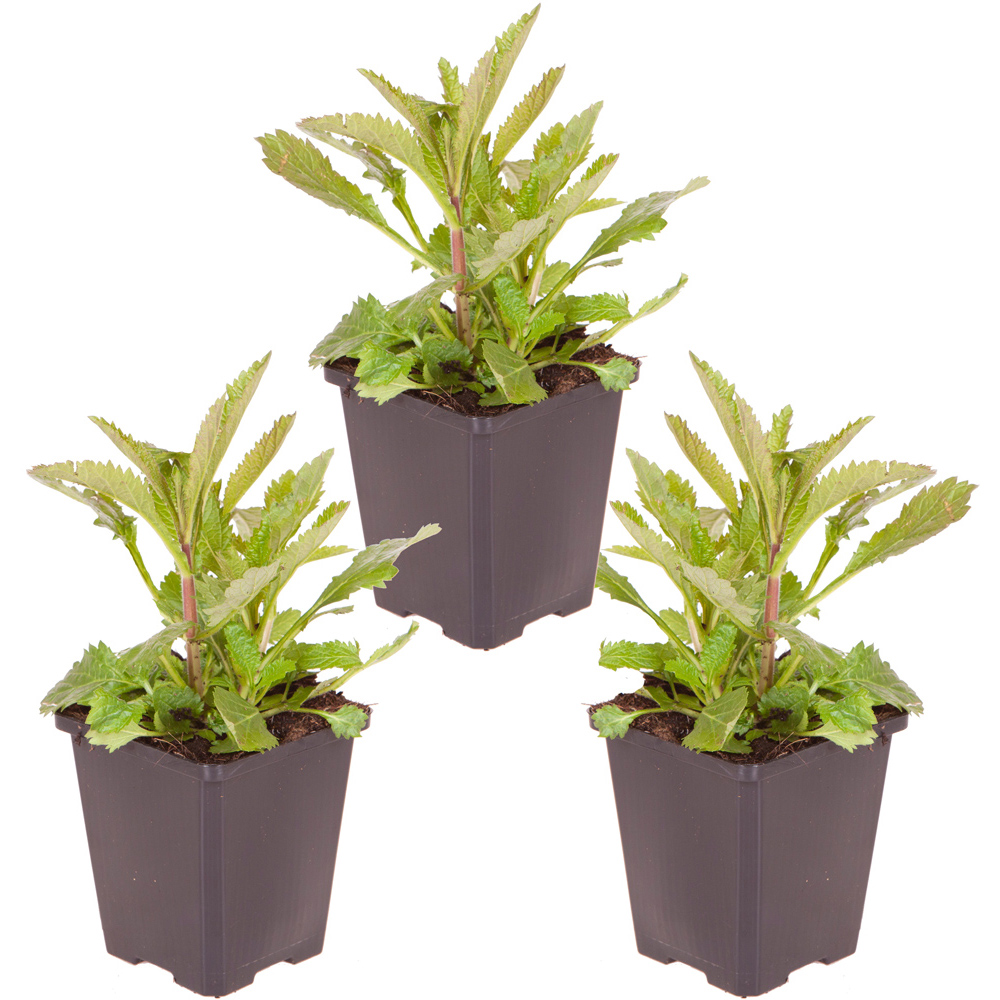 wilko Verbena Bonariensis Purple Top Vervain Plant Pot 3 Pack Image 3