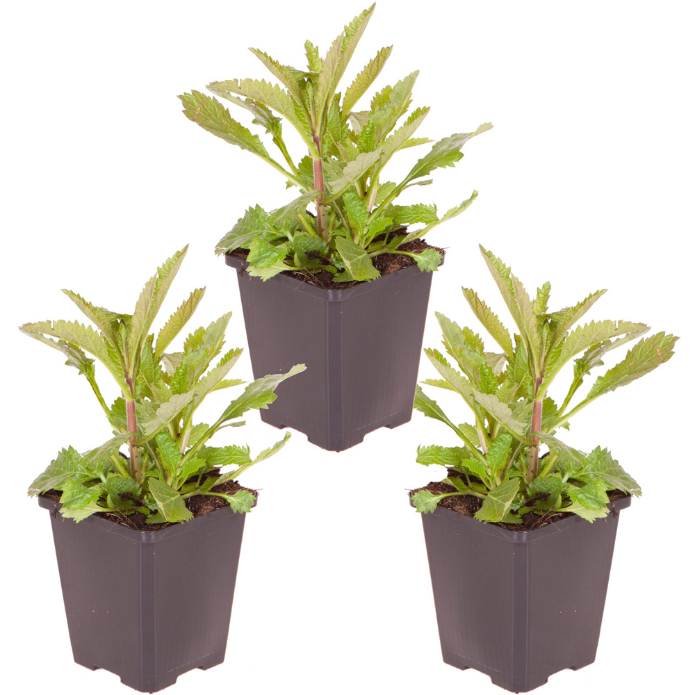 YouGarden Verbena Bonariensis Purple Top Vervain Plant Pot 3 Pack Image 3