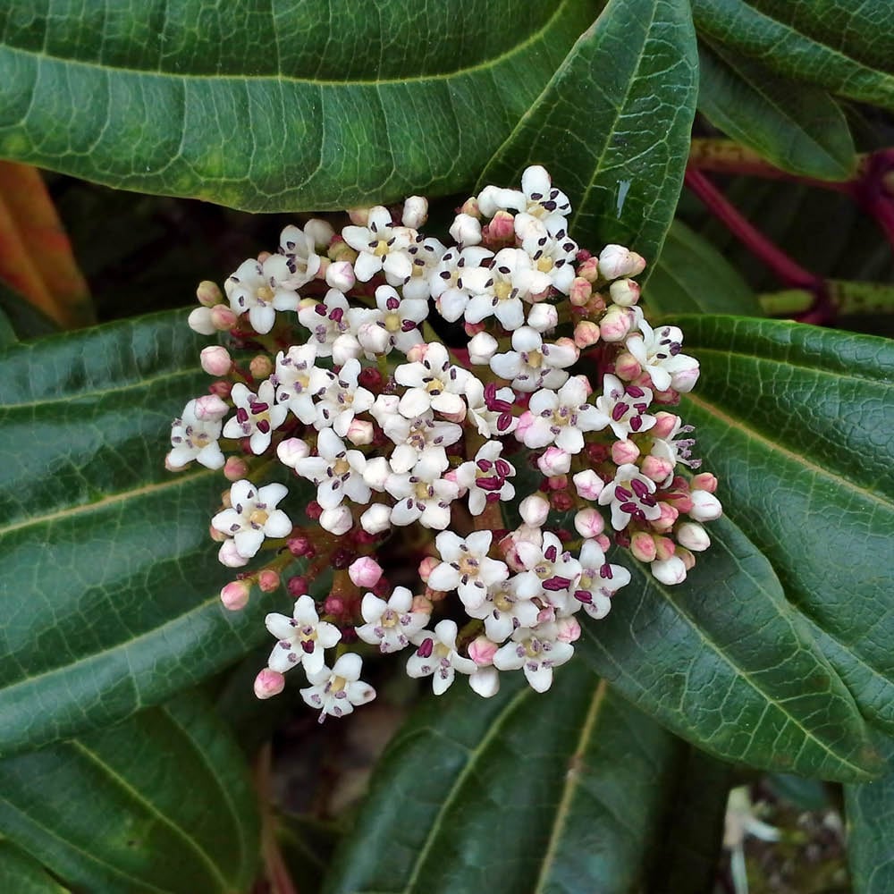YouGarden Viburnum Davidii Plant Pot 17cm Image 1
