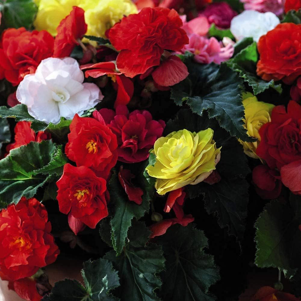 Thompson & Morgan Begonia Collection Mixed Tuber 20 Pack Image 2