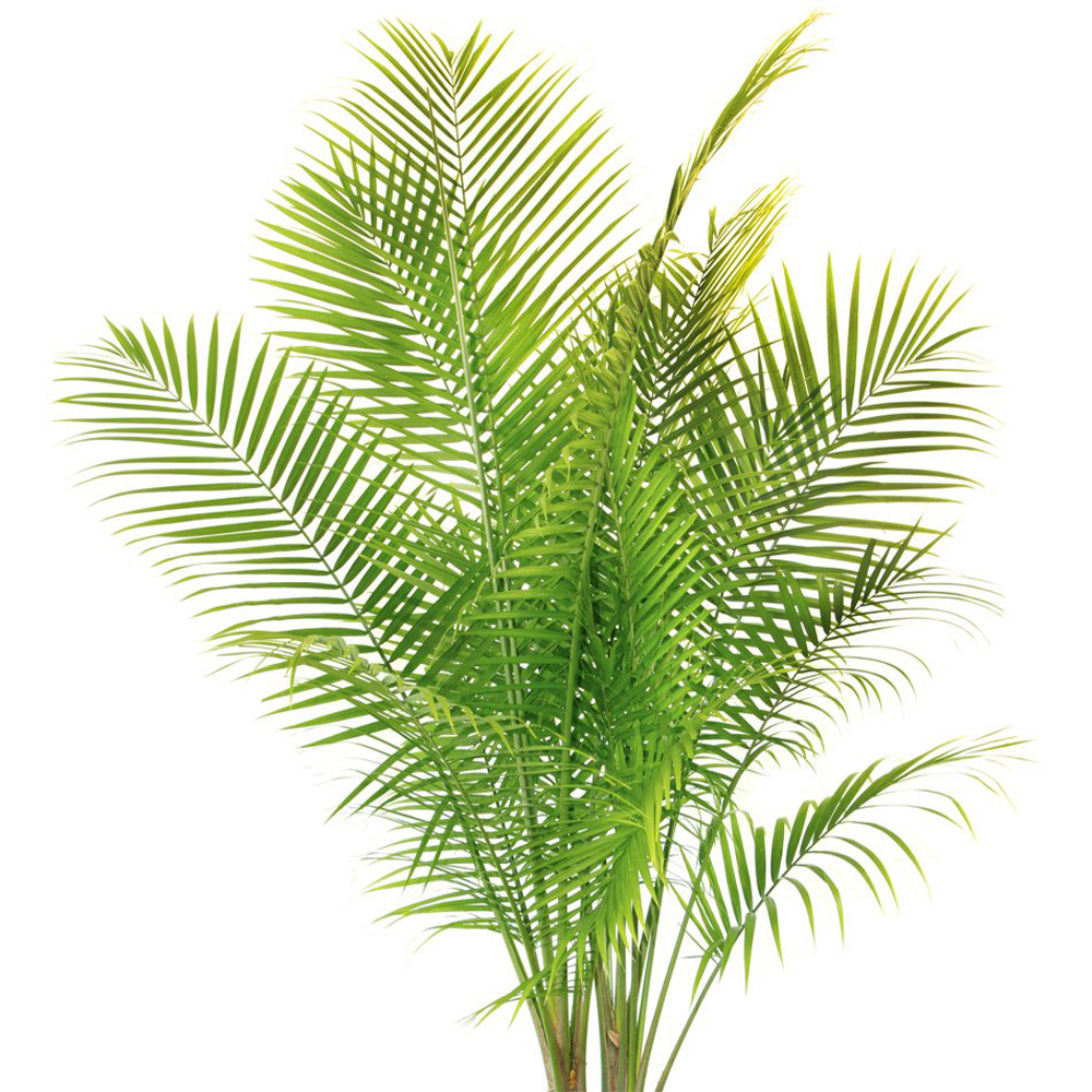 Thompson and Morgan Phoenix Palm Evergreen Plant Pot 1.5L Image 5