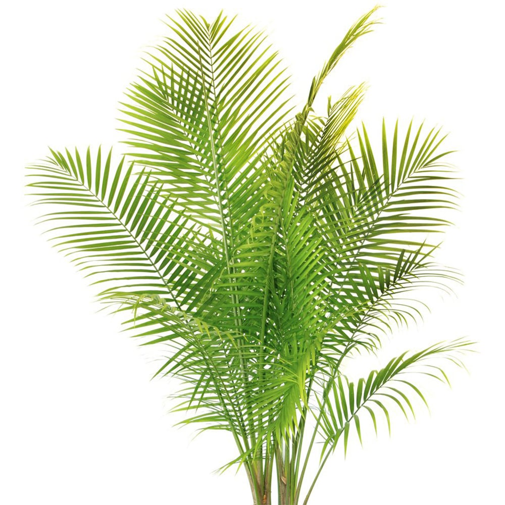 Thompson and Morgan Phoenix Palm Evergreen Plant Pot 1.5L 2 Pack Image 5