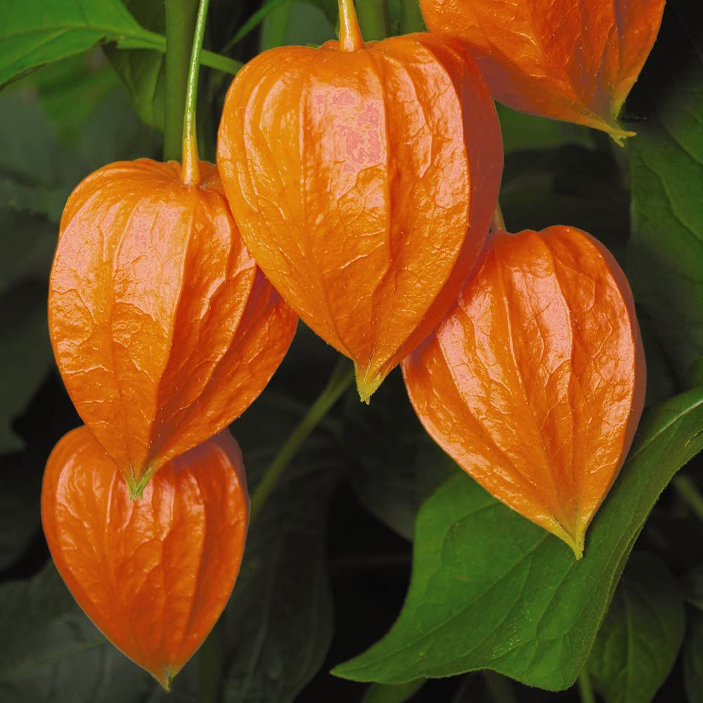 Thompson & Morgan Physalis Chinese Lantern Bare Root 6 Pack Image 1
