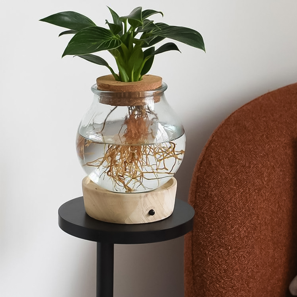 Thompson and Morgan Spathiphyllum Diamond Plant in Glass Vase with Light Up Base Image 1