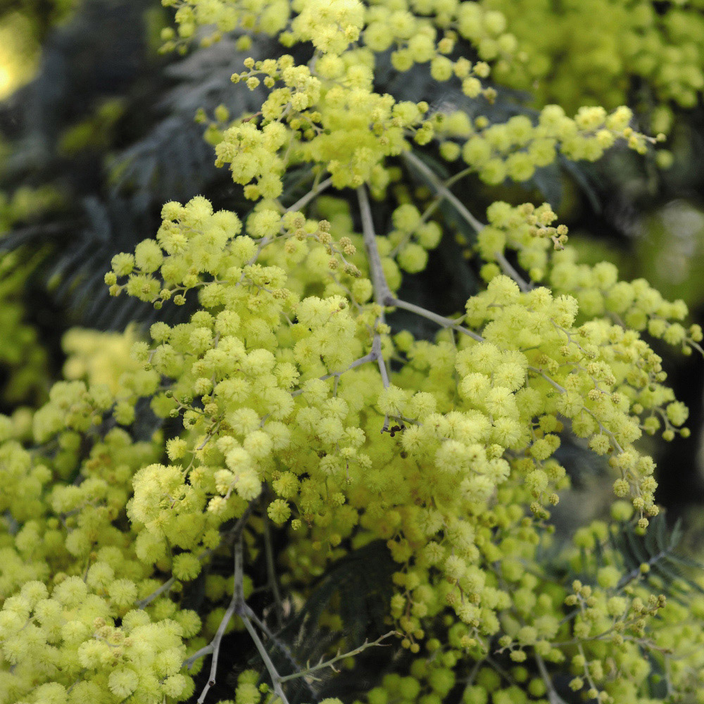 Thompson and Morgan Acacia Mimosa Dealbata Plant in Pot 9cm 3 Pack Image 3