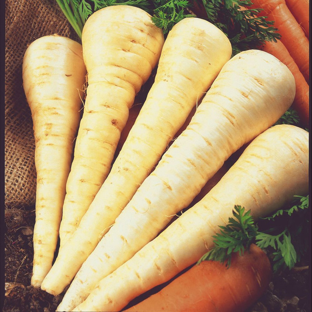 Thompson and Morgan Parsnip Gladiator F1 Hybrid Seeds Image 2
