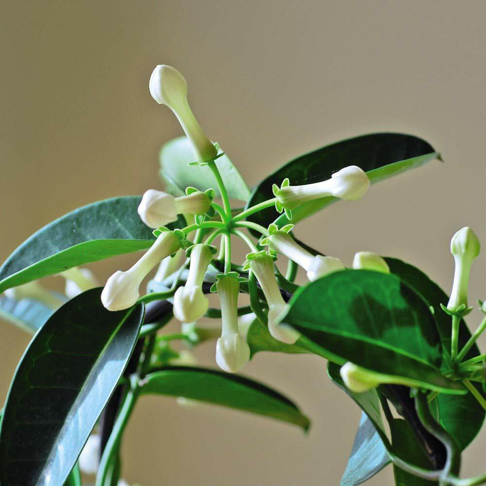 Thompson and Morgan Christmas Gift Stephanotis Floribunda Plant in Zinc Cachepot 12cm Image 3