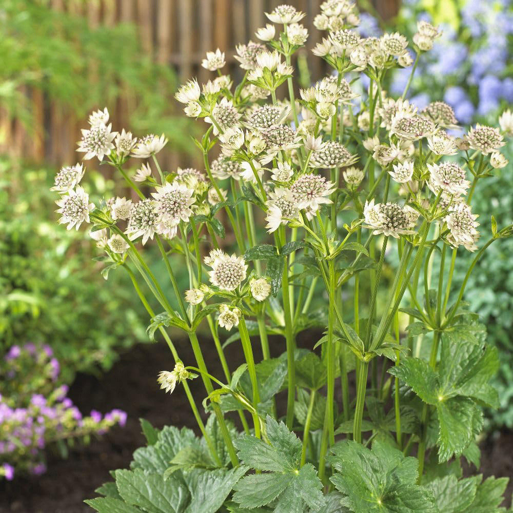 Thompson and Morgan Astrantia Major Star of Billion Plant Pot 9cm 3 Pack Image 3