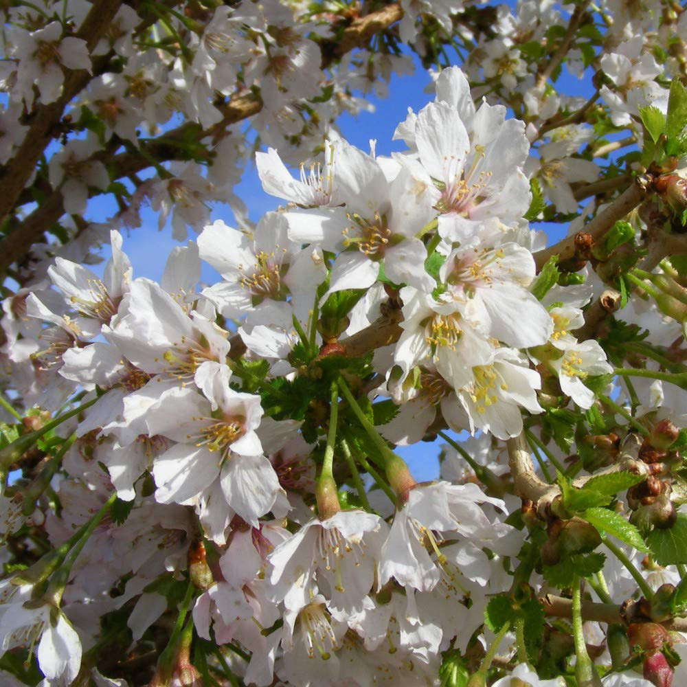 Thompson and Morgan Prunus Incisa Kojou-No-Mai Potted Plant 2 Pack Image 1