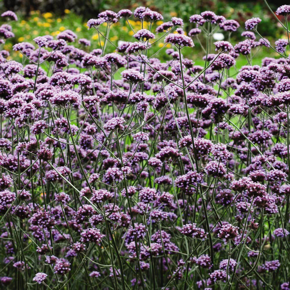 Thompson and Morgan Verbena Bonariensis Garden Ready Plant 15 Pack Image 3