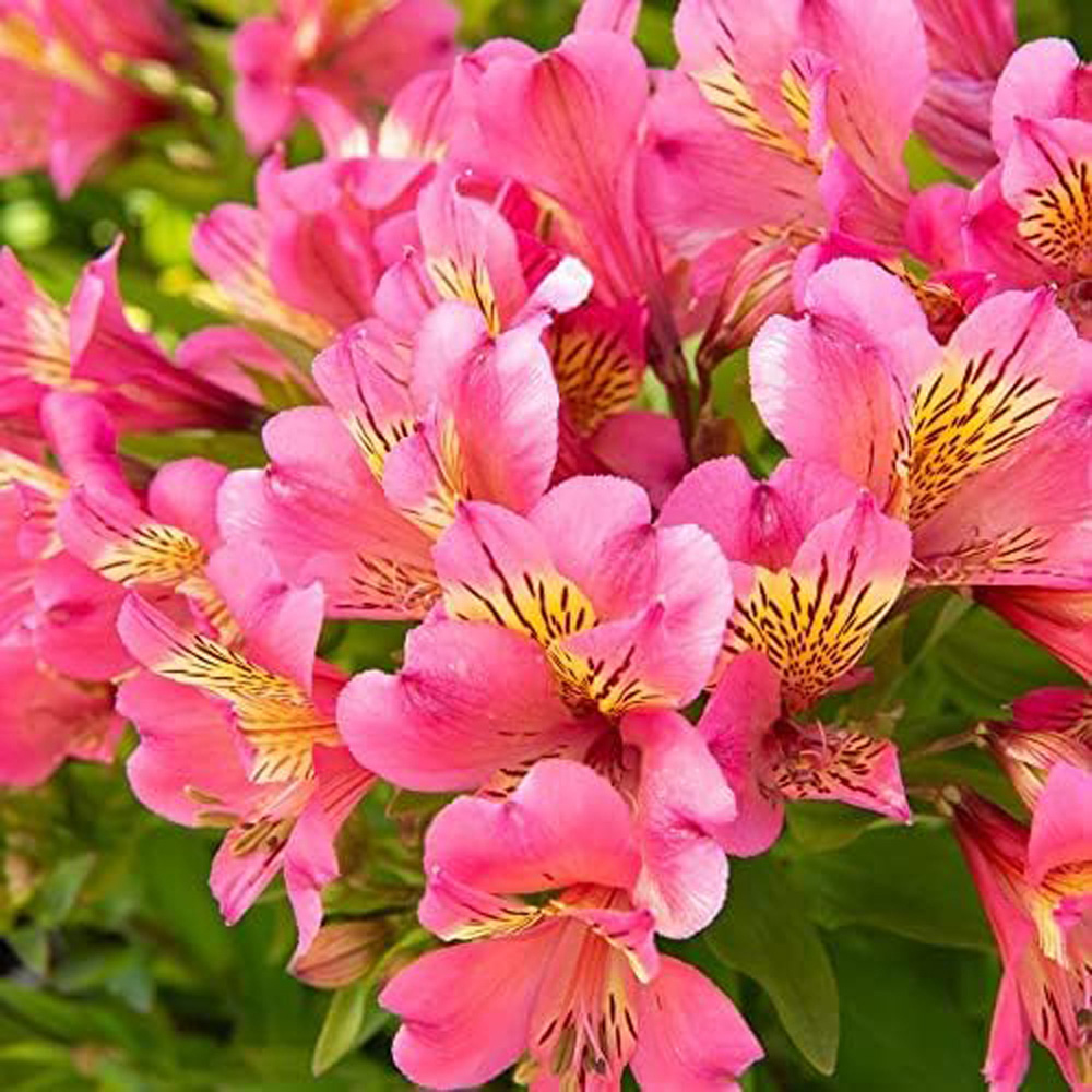 Thompson and Morgan Alstroemeria Summer Rose Plant Image 1