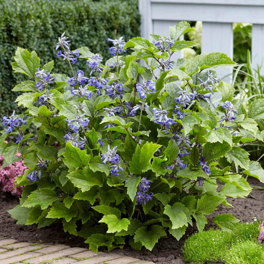 Thompson and Morgan Clematis New Love Plant Pot 7cm 3 Pack Image 3