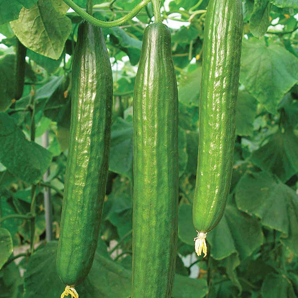 Thompson & Morgan Cucumber Bella F1 Hybrid Seeds Image