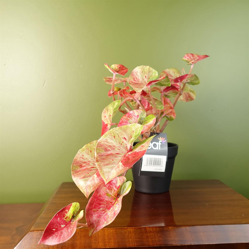 Leaf Trailing Pink Splash Caladium Artificial Plant in Pot 35cm Image 5