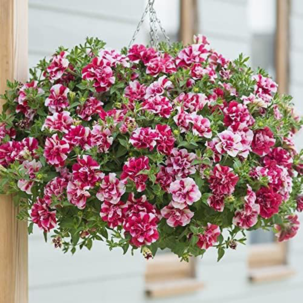 Thompson and Morgan Petunia Cherry Ripple Preplanted Basket 25cm Image 4