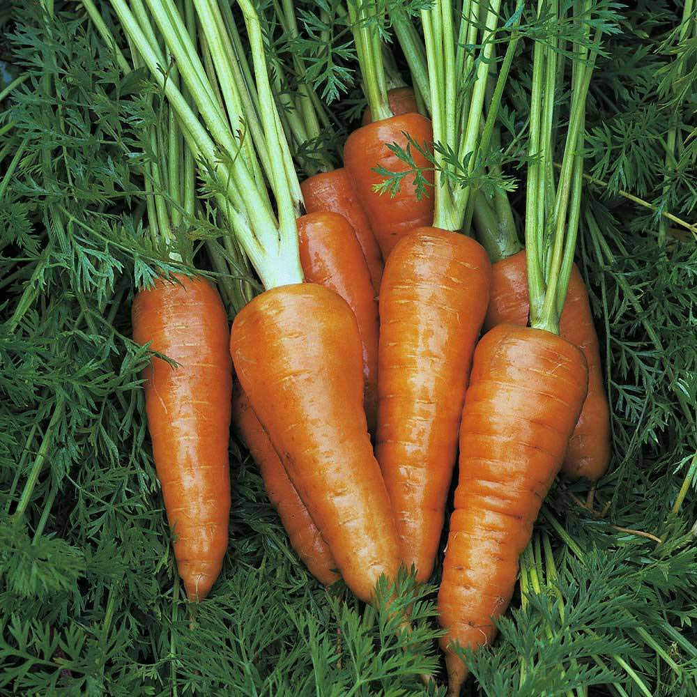 Thompson and Morgan Carrot Chantenay Red Cored 3 Supreme Seeds Image 1