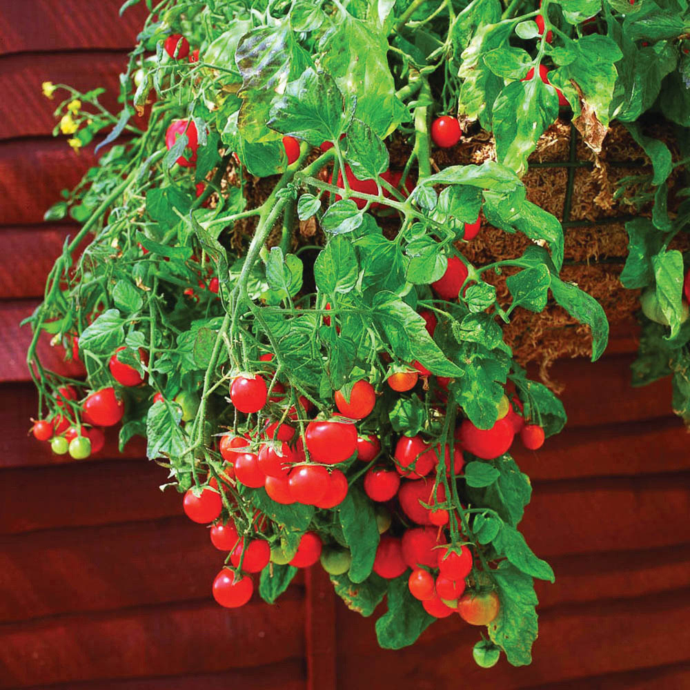 wilko Tumbling Tomato Plug Plants 12 Pack Image 1